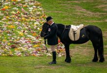 Фото - Лошадь королевы в день ее похорон вышла на публику в винтажном платке Hermes